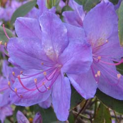Rhododendron Augustinii
